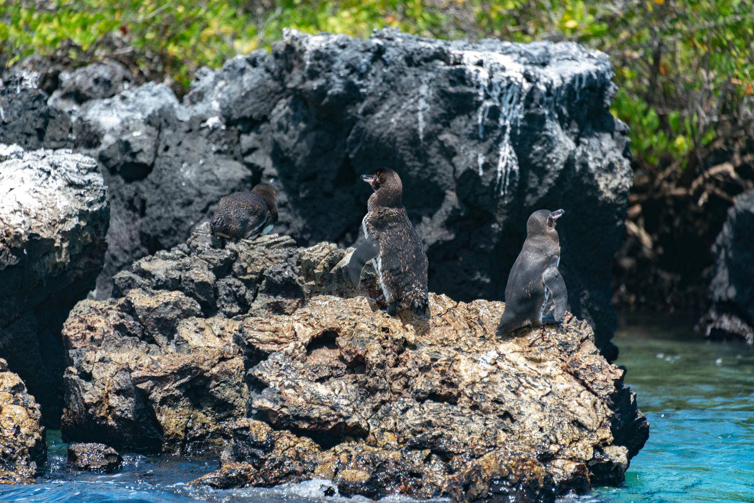 Galápagos Islands